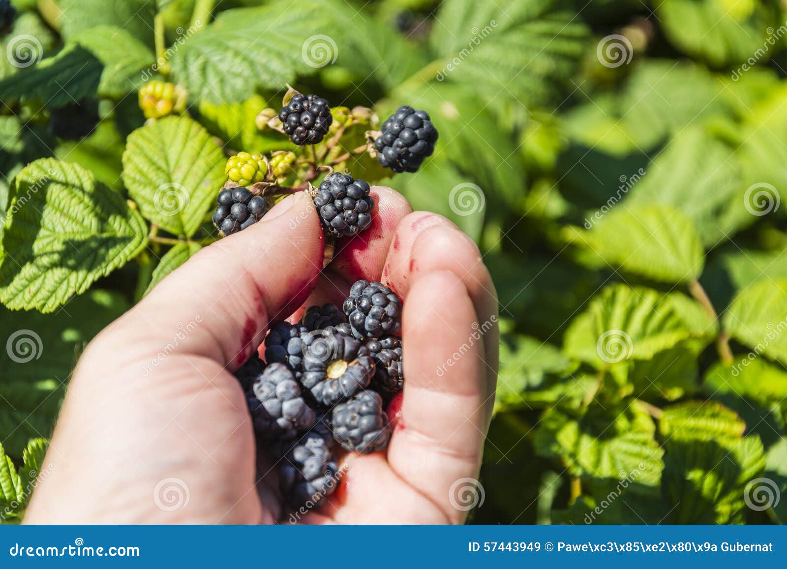Picking Blackberries Ripe Fruit Stock Image Image of rubus, juice 57443949