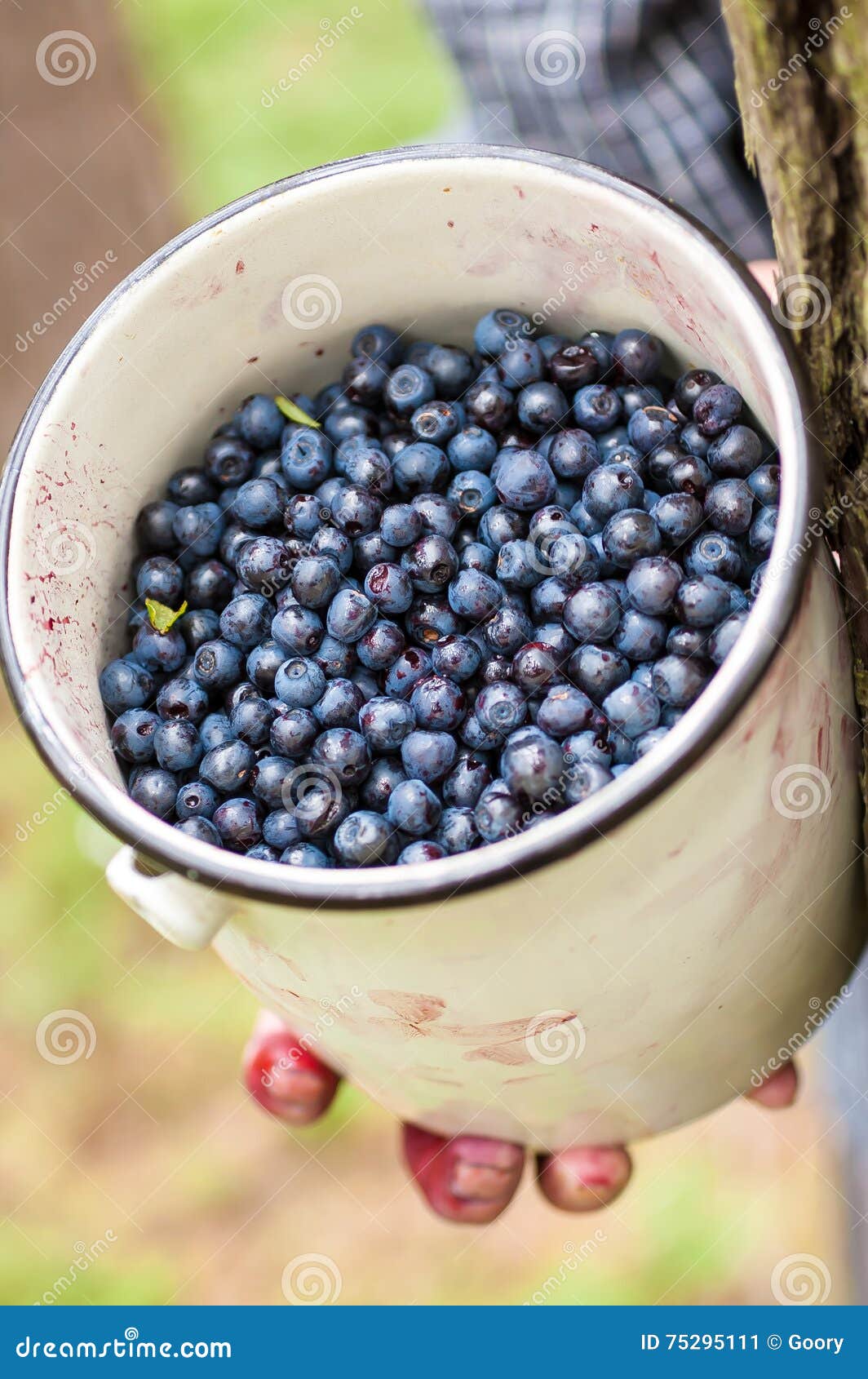 Picking blueberries stock image. Image of beautiful, blueberry 75295111