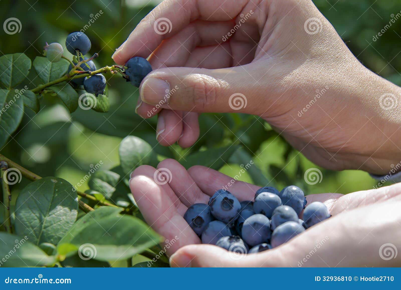 Picking blueberries stock photo. Image of girl, blueberry 32936810