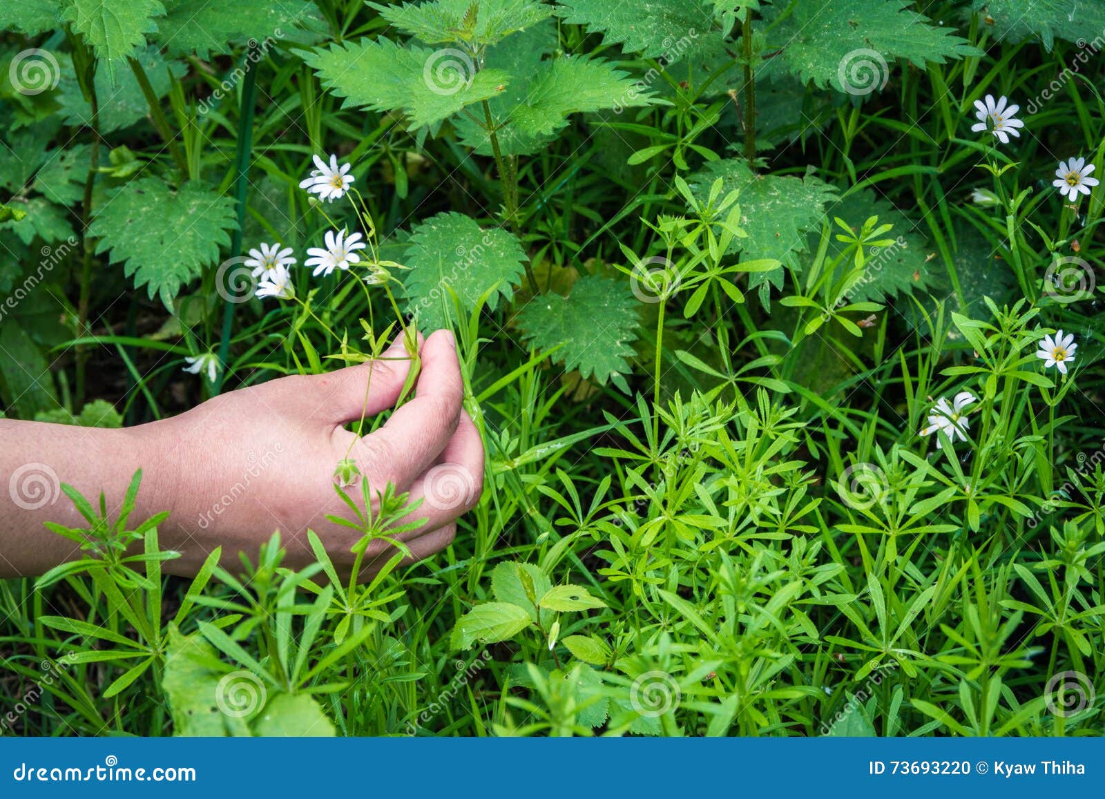 Picking a Bunch of Wildflowers Stock Photo Image of bright, field