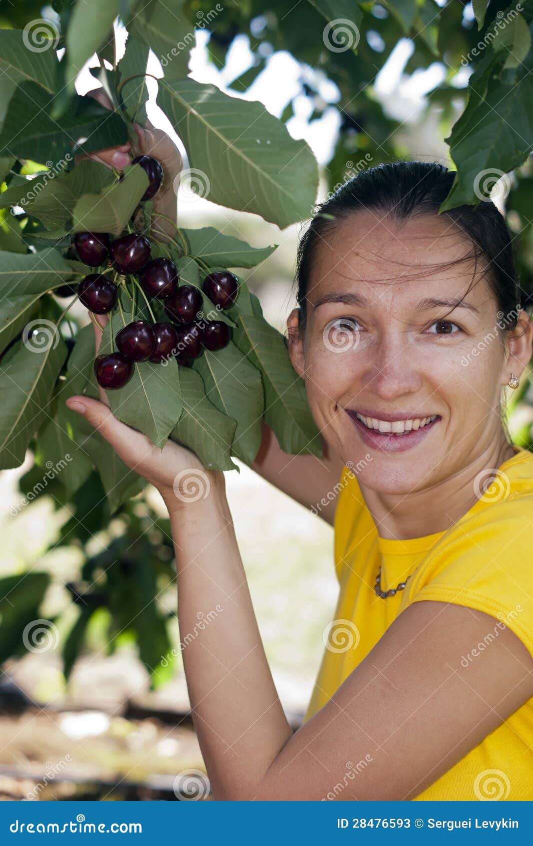 Picking cherries stock image. Image of closeup, juicy 28476593