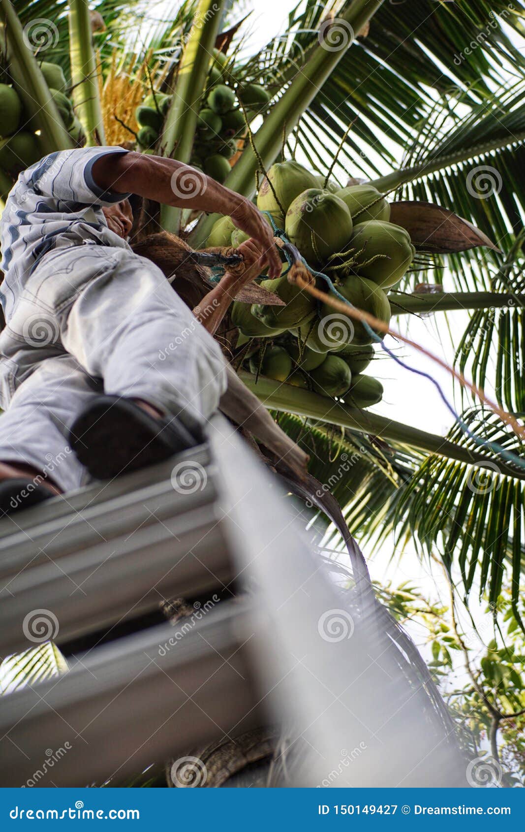 Picking Coconut with Daddy Outdoor Editorial Photography Image of