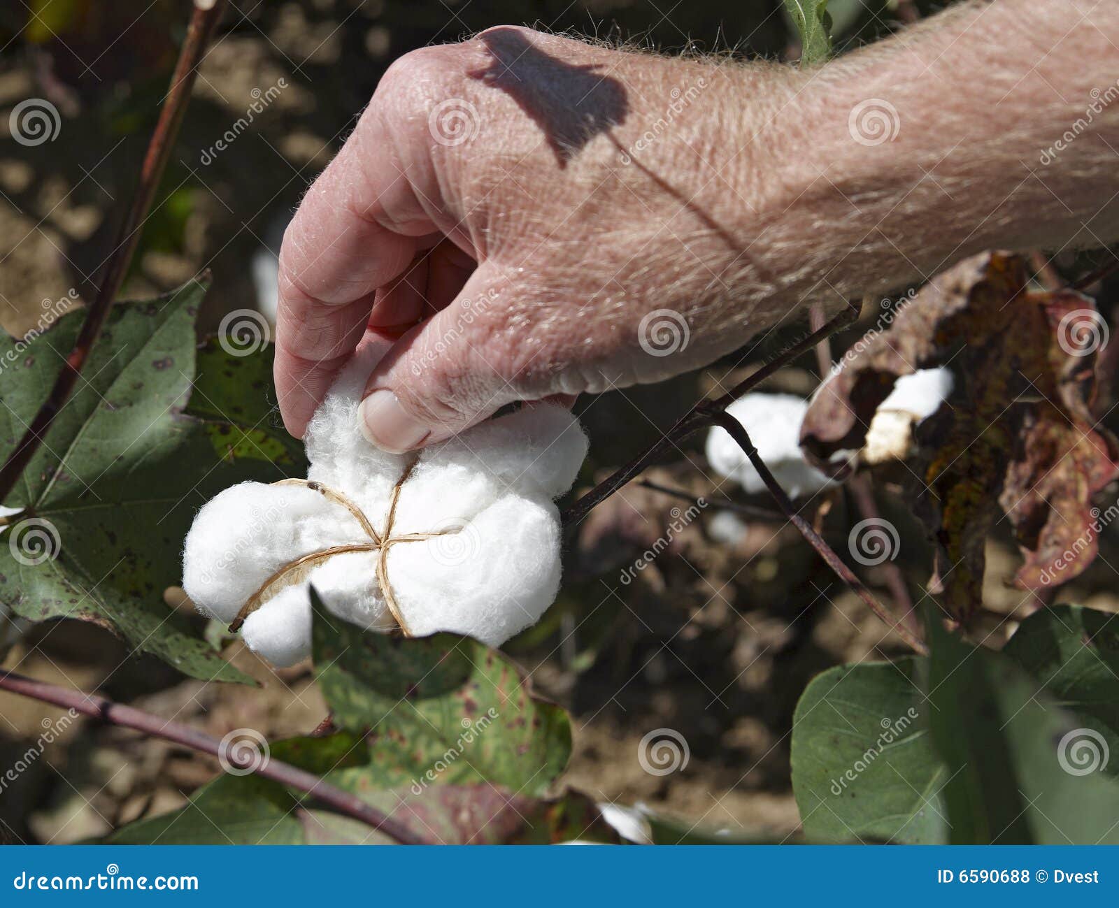 Picking Cotton Royalty Free Stock Photos Image 6590688 picking-cotton-royalty-free-stock-photos-image-6590688