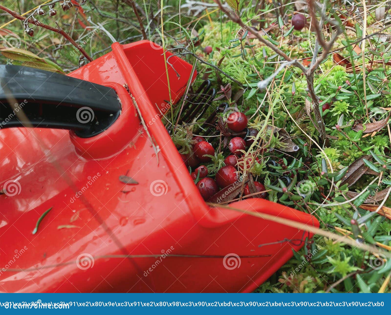 Picking Cranberries Using a Berry Harvester Closeup in the Forest. the