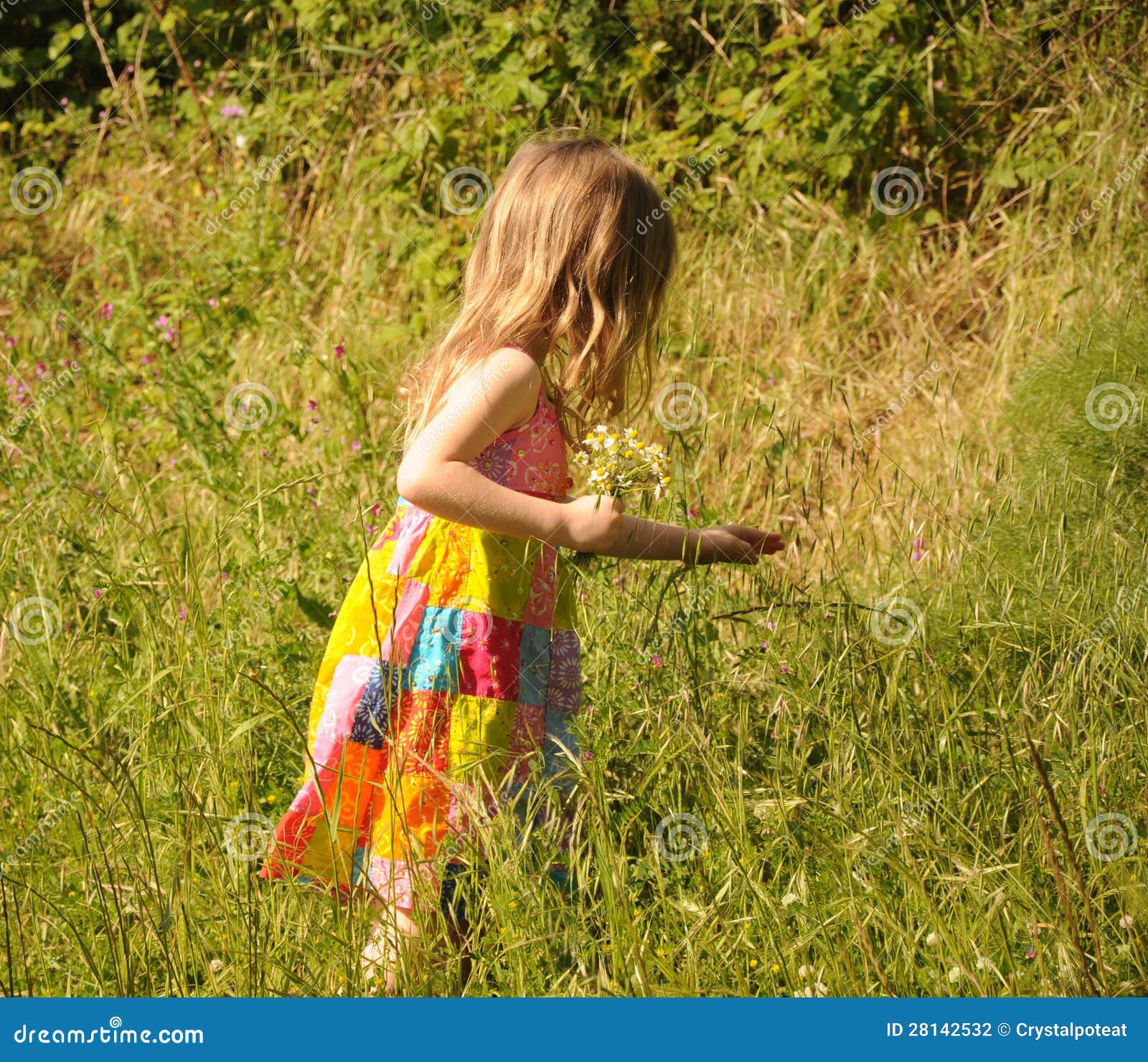 Picking Daisies stock photo. Image of female, enjoy, field 28142532