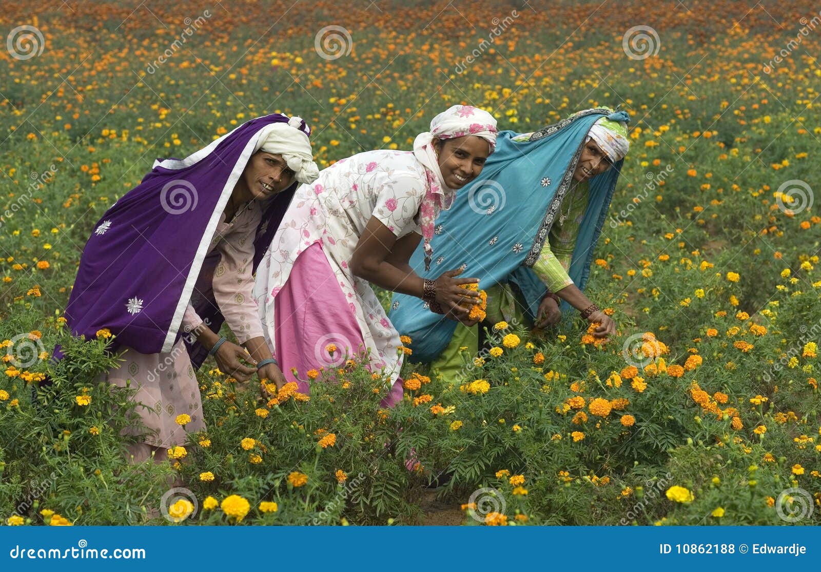 Picking Flowers 1 editorial stock photo. Image of agriculture 10862188