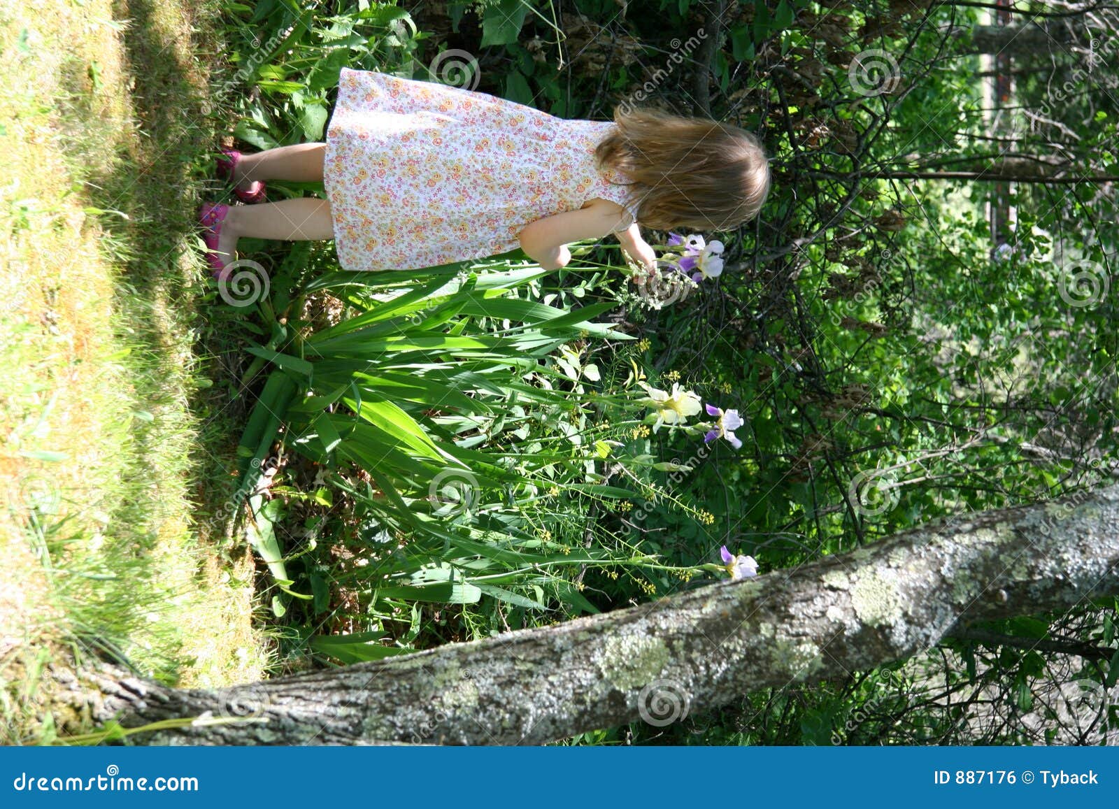 Picking flowers stock photo. Image of tree, nature, garden 887176