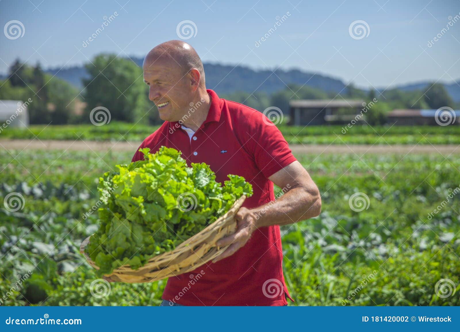 Picking Fresh Vegetables in a Wooden Basket Stock Photo Image of farm