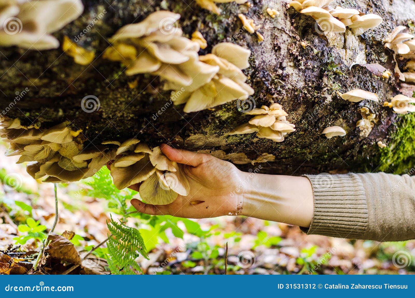 Picking mushrooms stock photo. Image of fern, mushroom 31531312