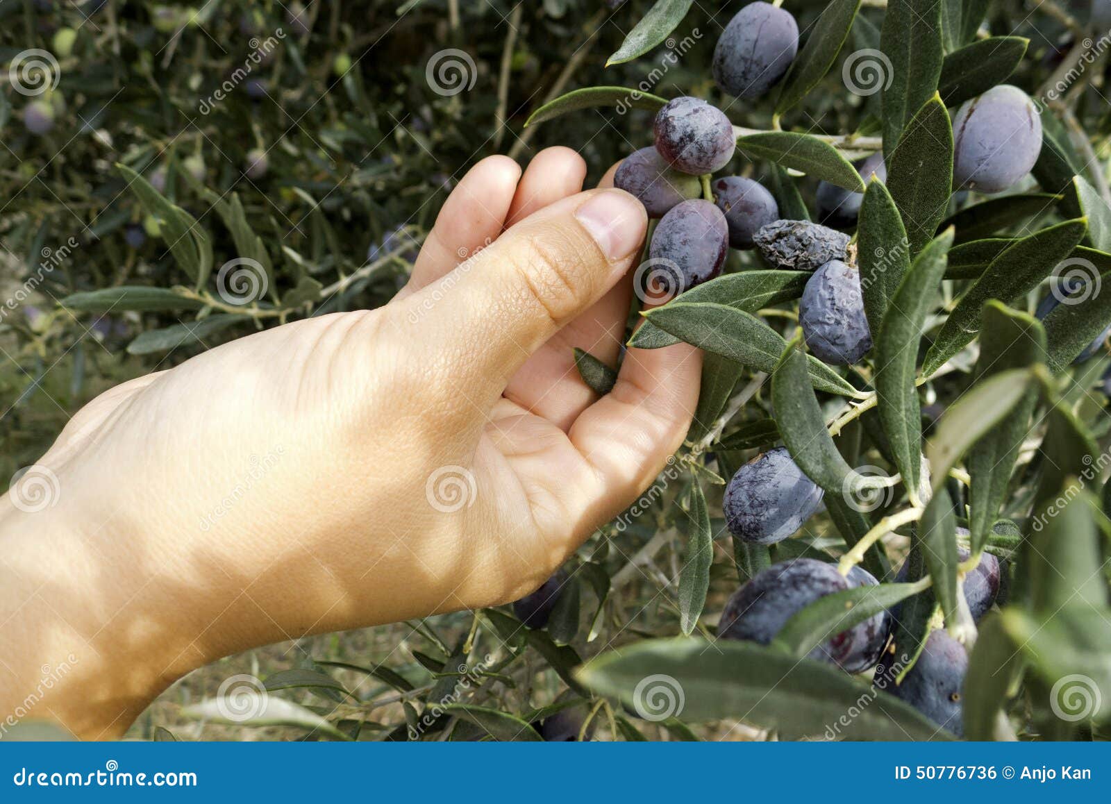 Picking olives stock photo. Image of hand, full, eating 50776736