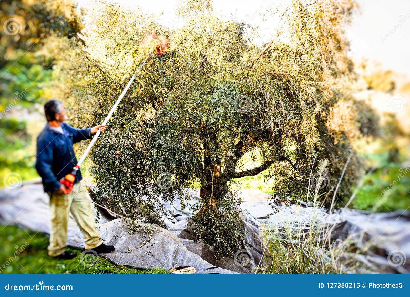 Picking Olives in Kalamata, Greece Stock Image Image of agriculture