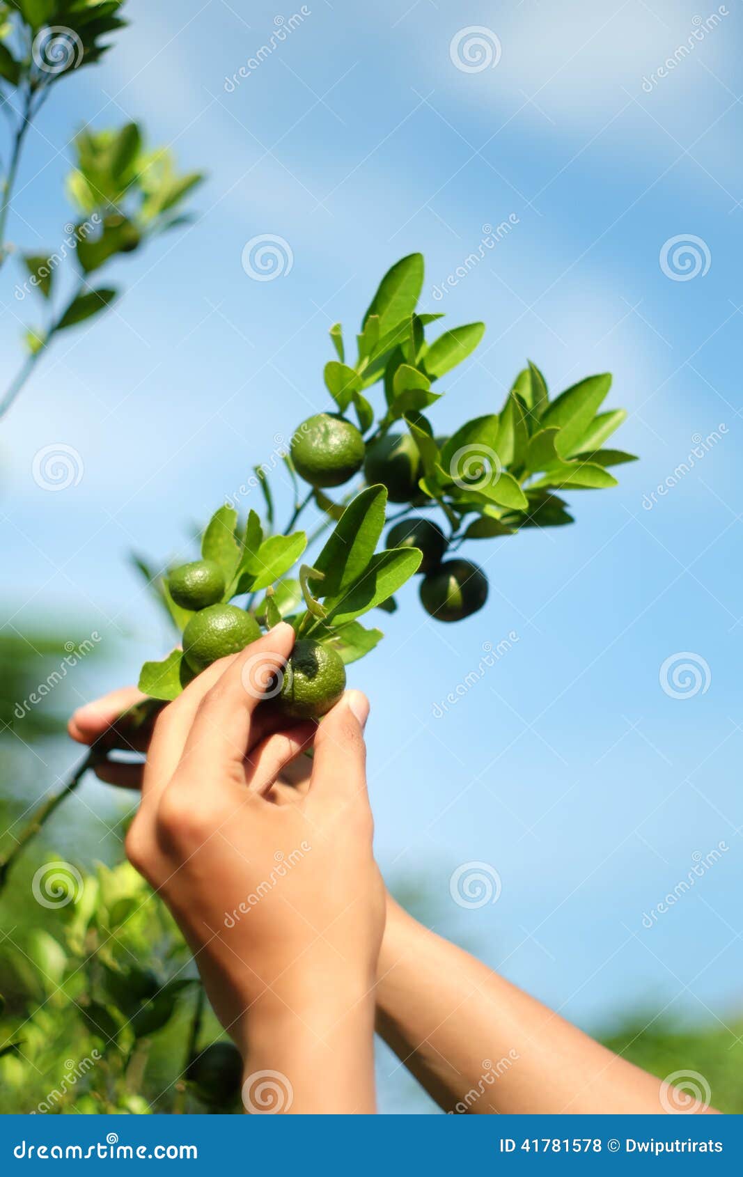 Picking Orange Fruit stock photo. Image of green, organic 41781578