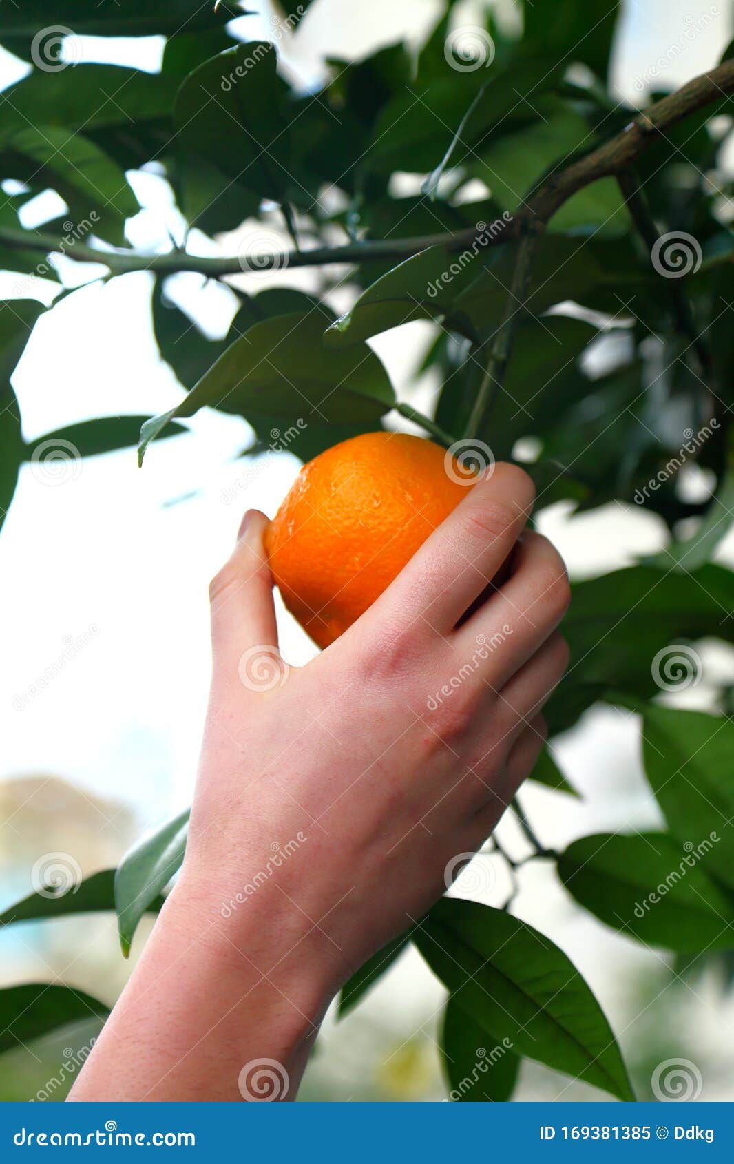 Picking oranges stock image. Image of produce, tree 169381385