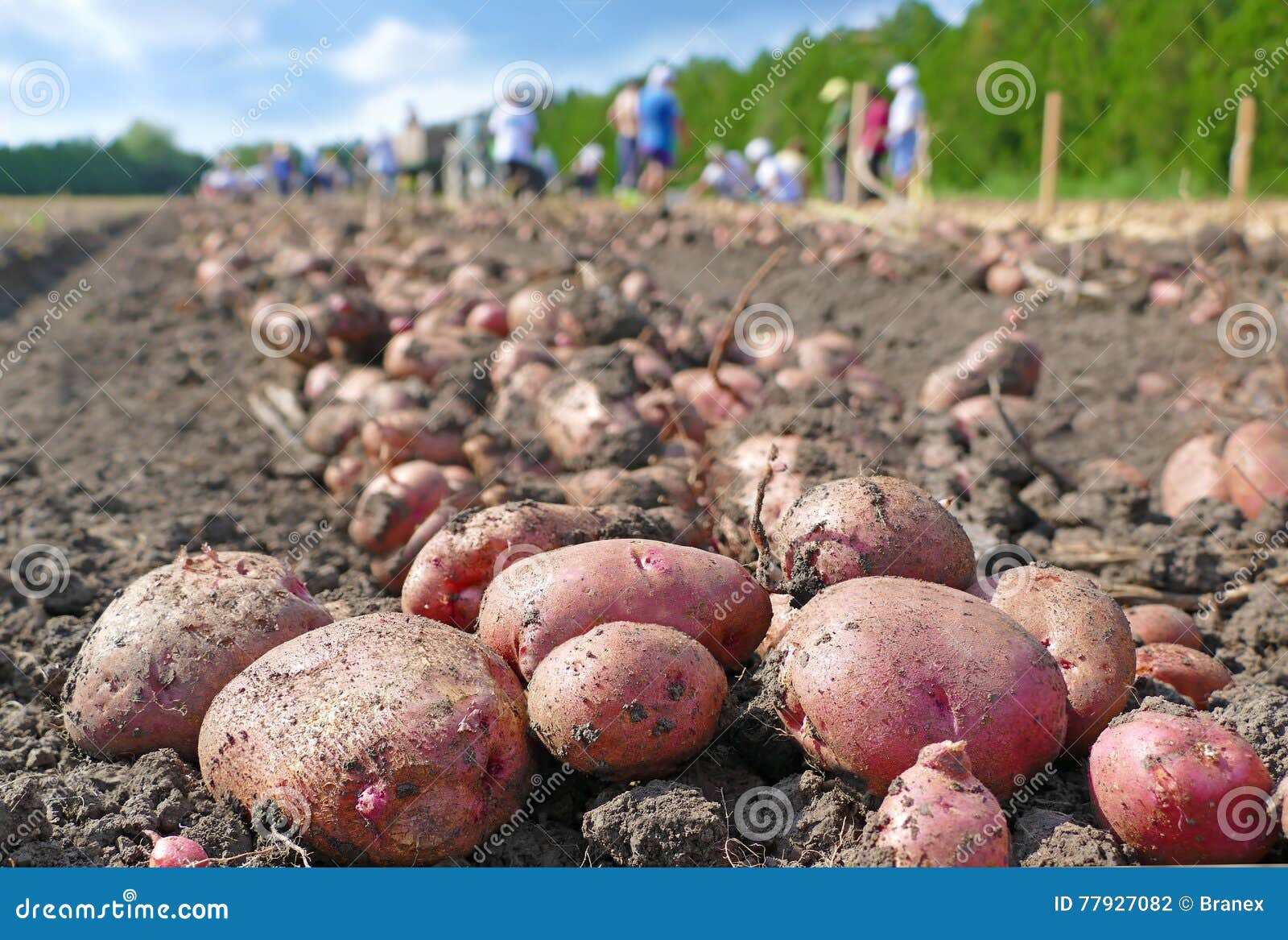 Picking potatoes on field stock photo. Image of agronomy 77927082