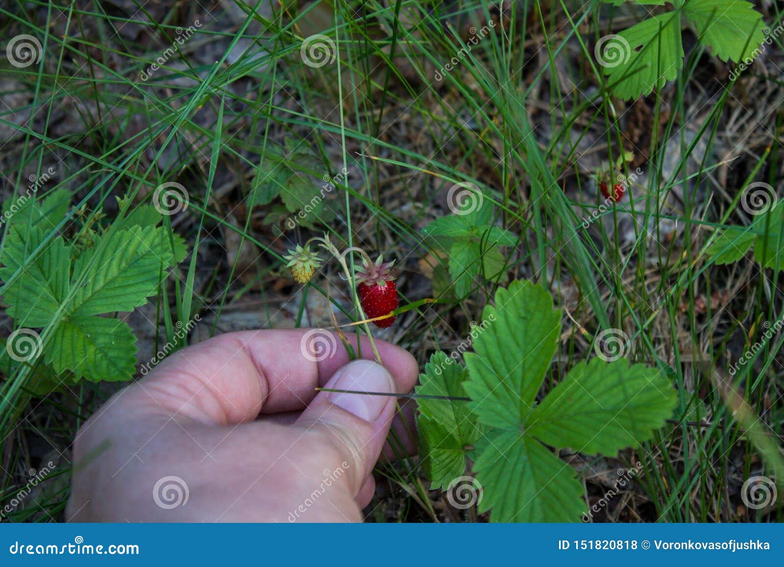 picking ripe strawberries in a pine forest on a clear summer day