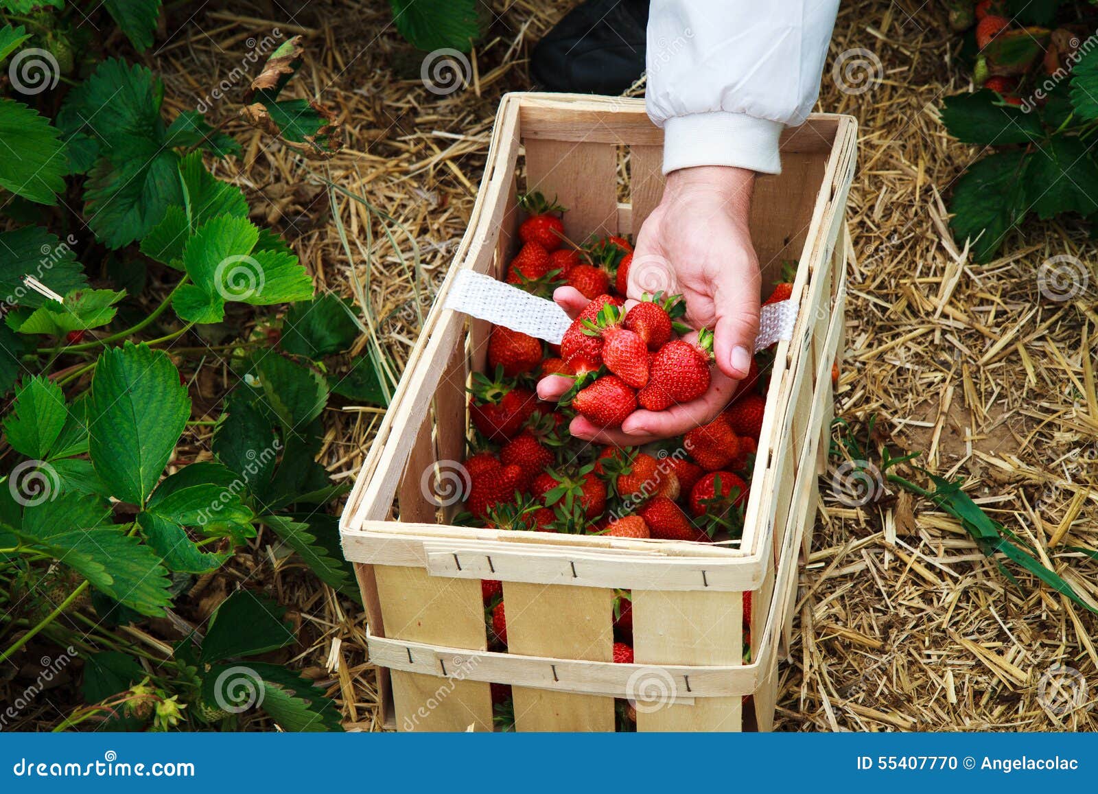 Picking strawberries stock photo. Image of health, healthy 55407770