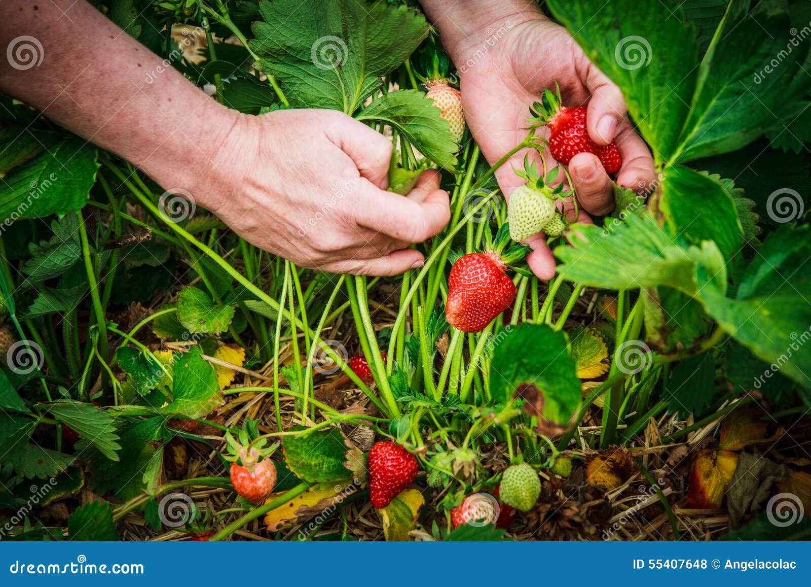 Picking Strawberries in Field Stock Photo Image of hands, loss 55407648
