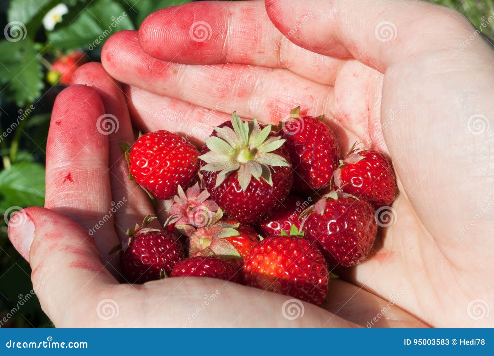 Picking strawberries stock image. Image of summer, hand 95003583