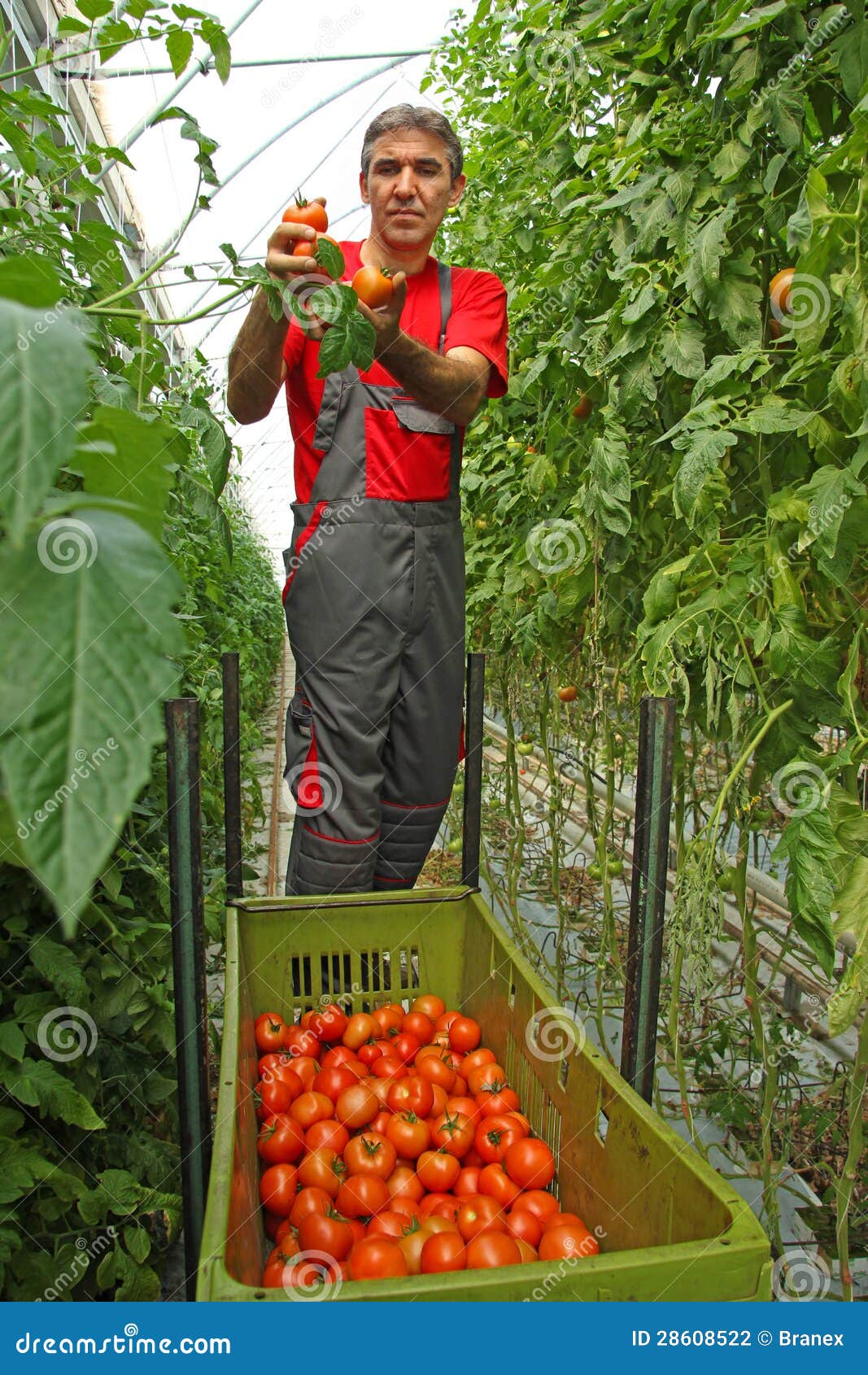 Picking tomato stock photo. Image of manufacturing, farm 28608522