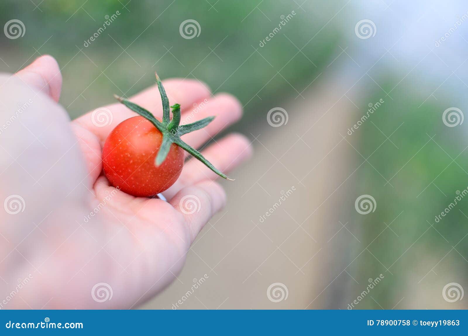 Picking Tomato in the Field Stock Photo Image of close, colorful