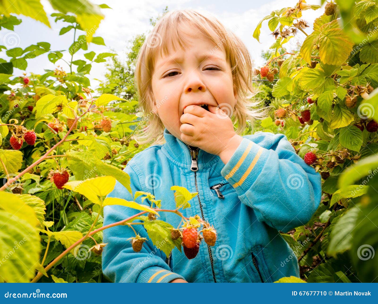 Picking up raspberries stock photo. Image of bushes, little 67677710
