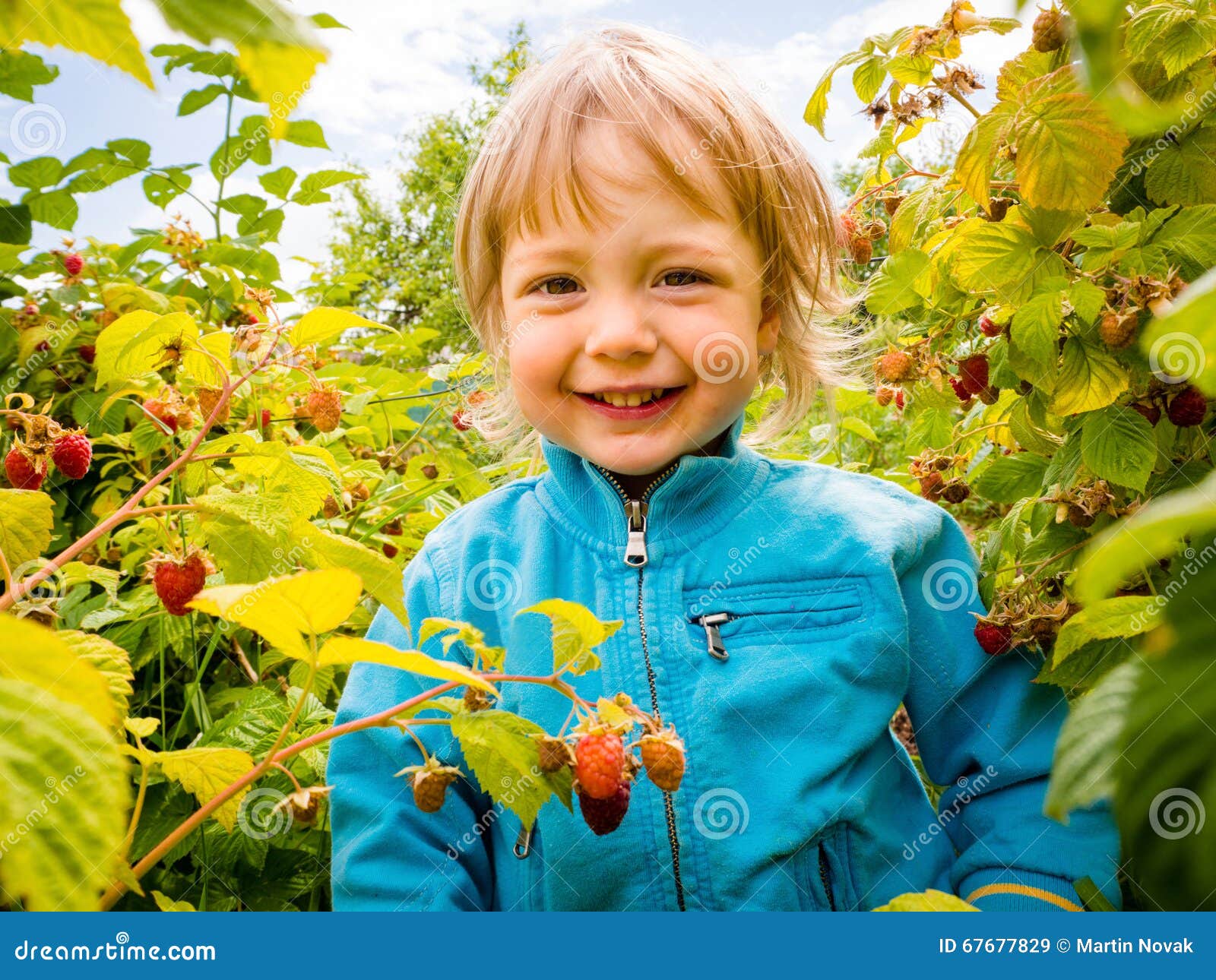 Picking up raspberries stock image. Image of little, child 67677829