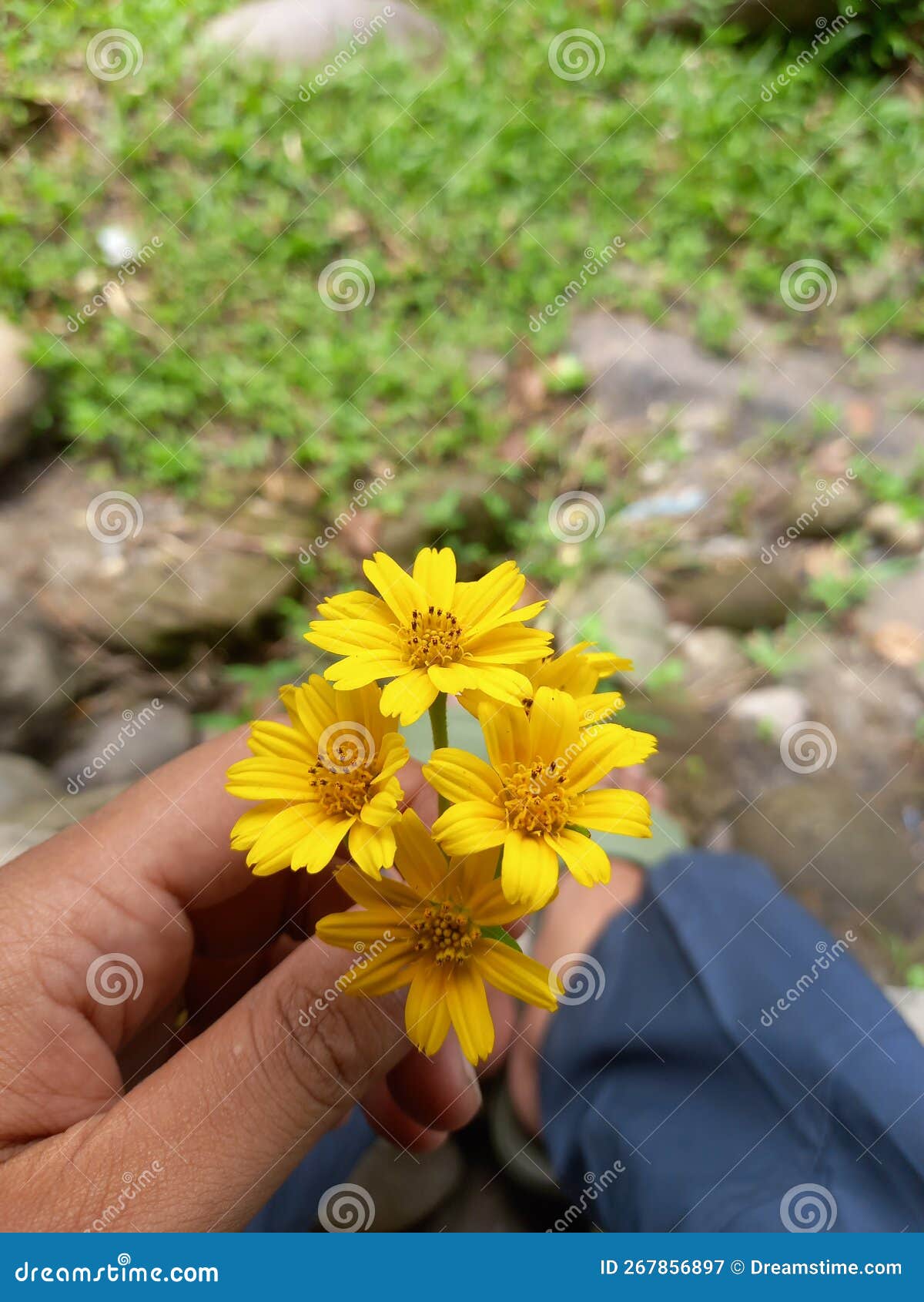 Picking Wildflowers by the River Stock Image Image of yellow, flower