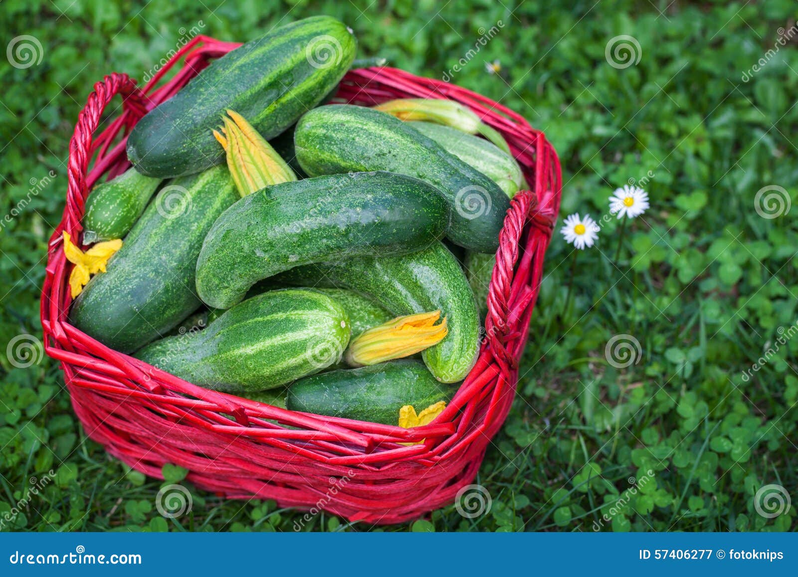 Pickling Cucumbers, Cucumbers Harvest Stock Image Image of vegetables