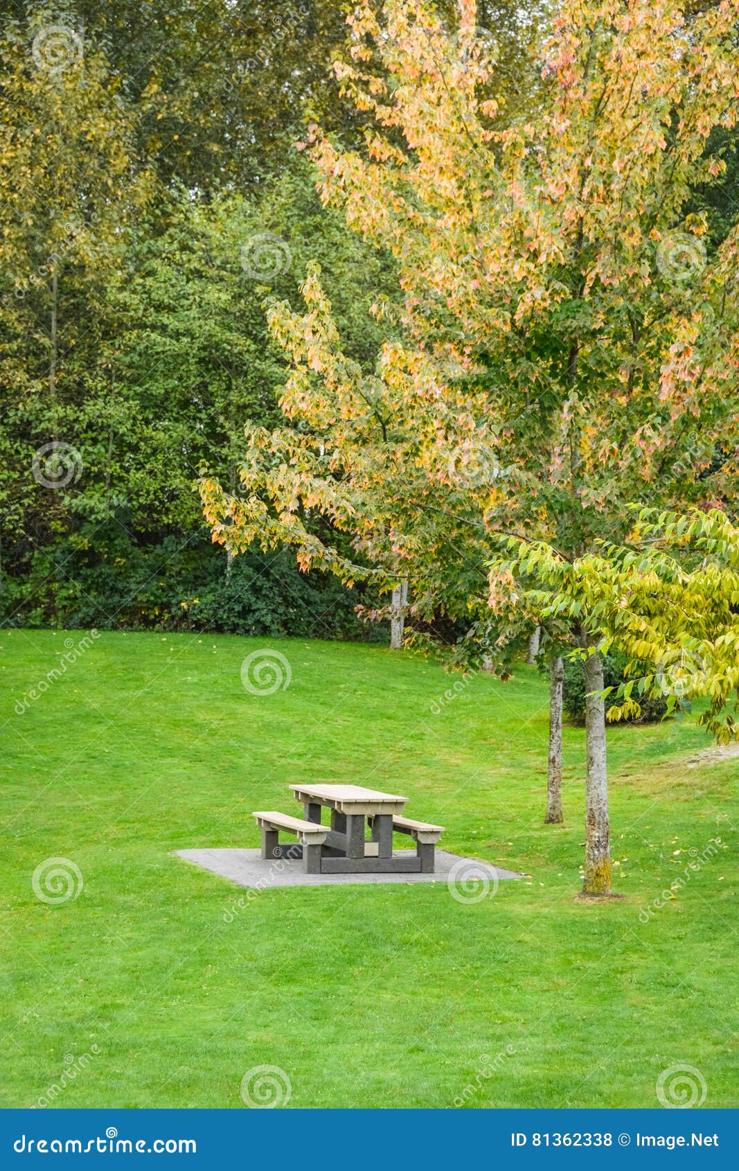 Picnic Table on Green Lawn in a Park Stock Photo Image of picnic