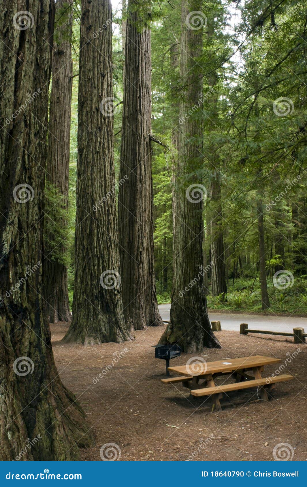 Picnic Table Redwood Forest Park Vertical Stock Photo Image of