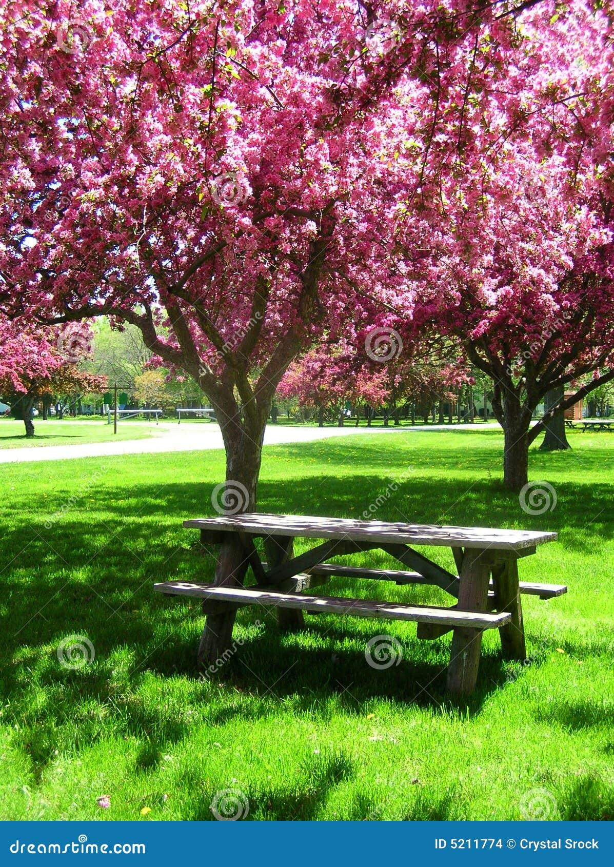 Picnic Table Under Pink Flowering Trees Stock Images 