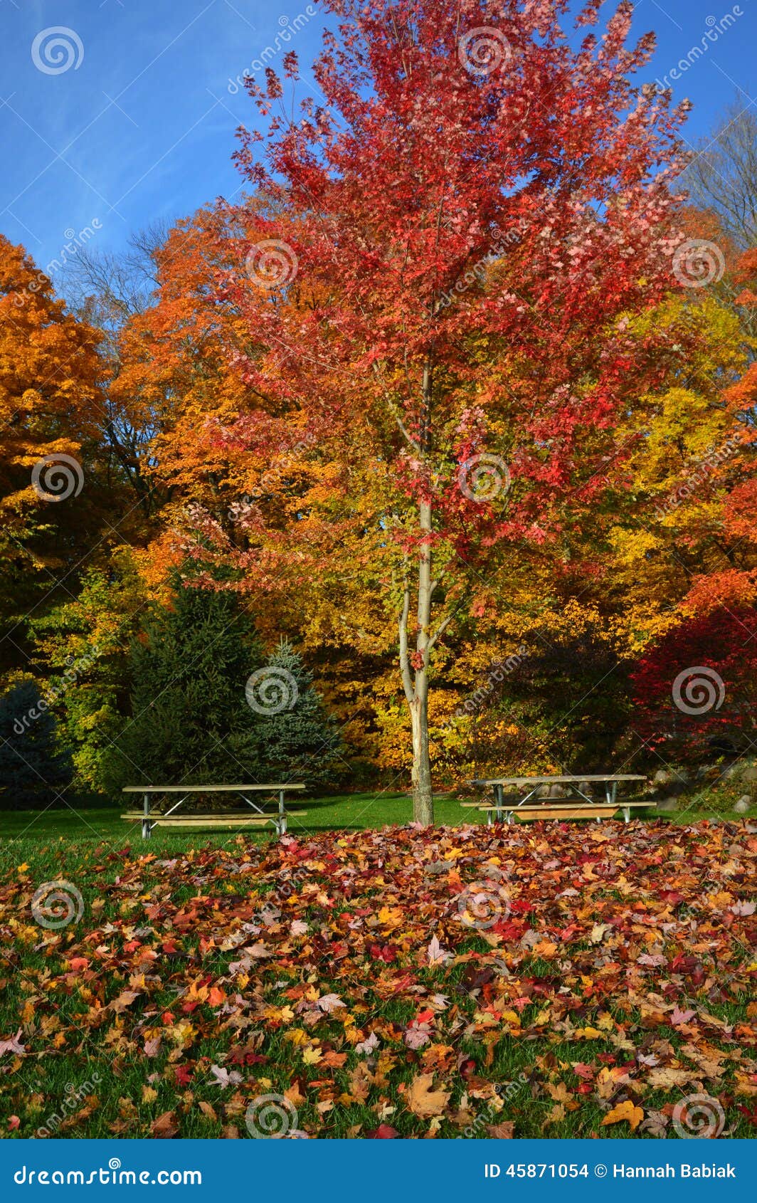 Picnic Tables, Fall Colors stock photo. Image of golden 