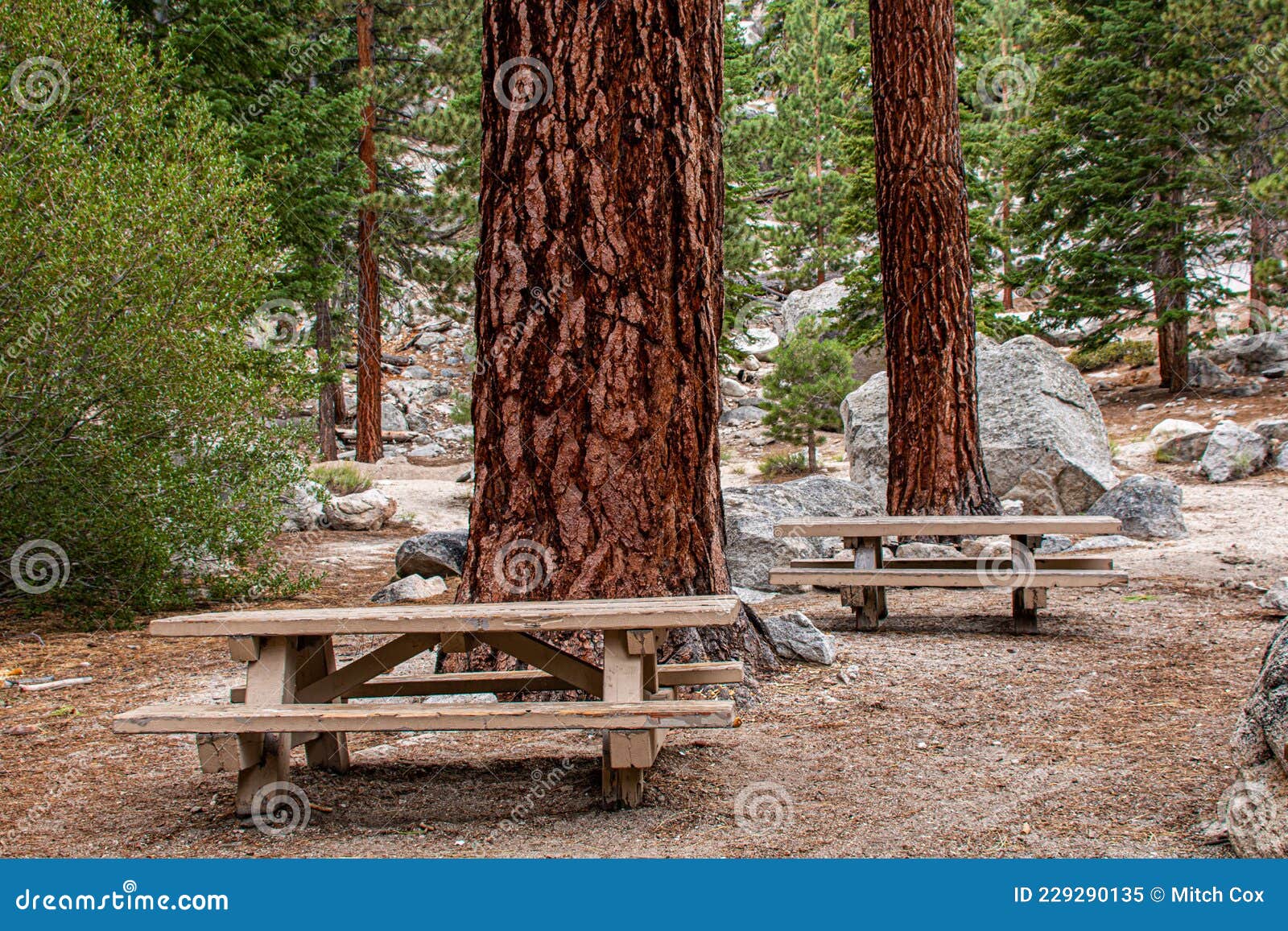 Picnic Tables and Pine Trees Stock Image Image of park, wood 229290135