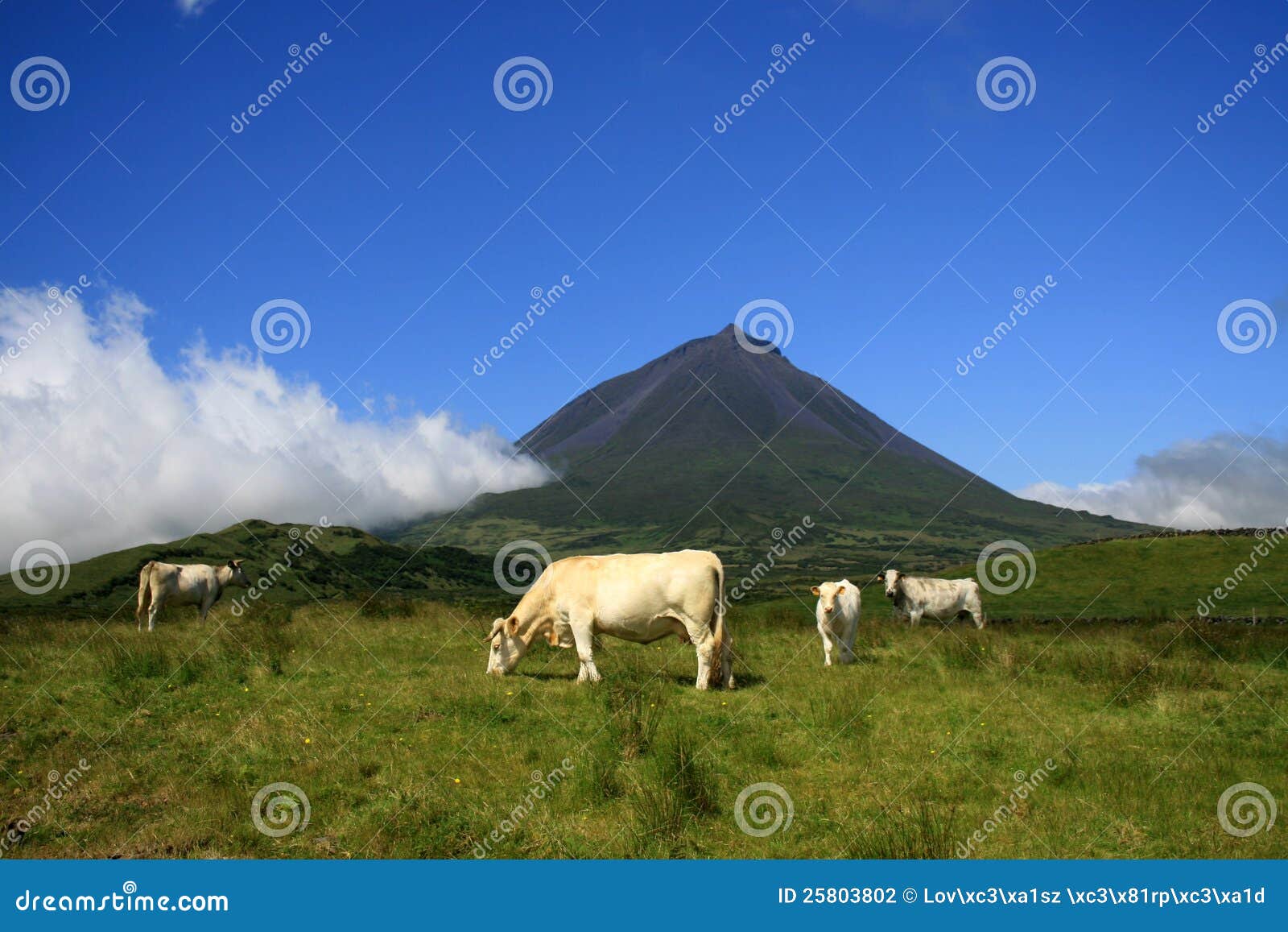 pico azores cows