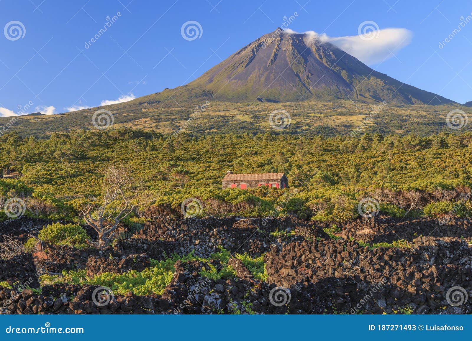 pico island, azores. vineyards and mountain