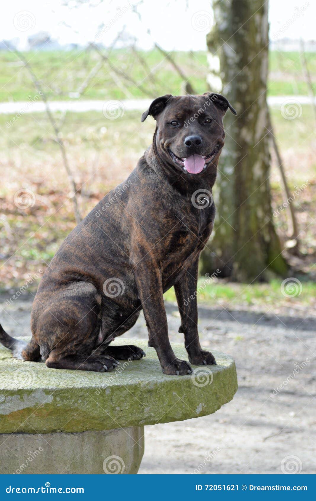 rottweiler cross shih tzu