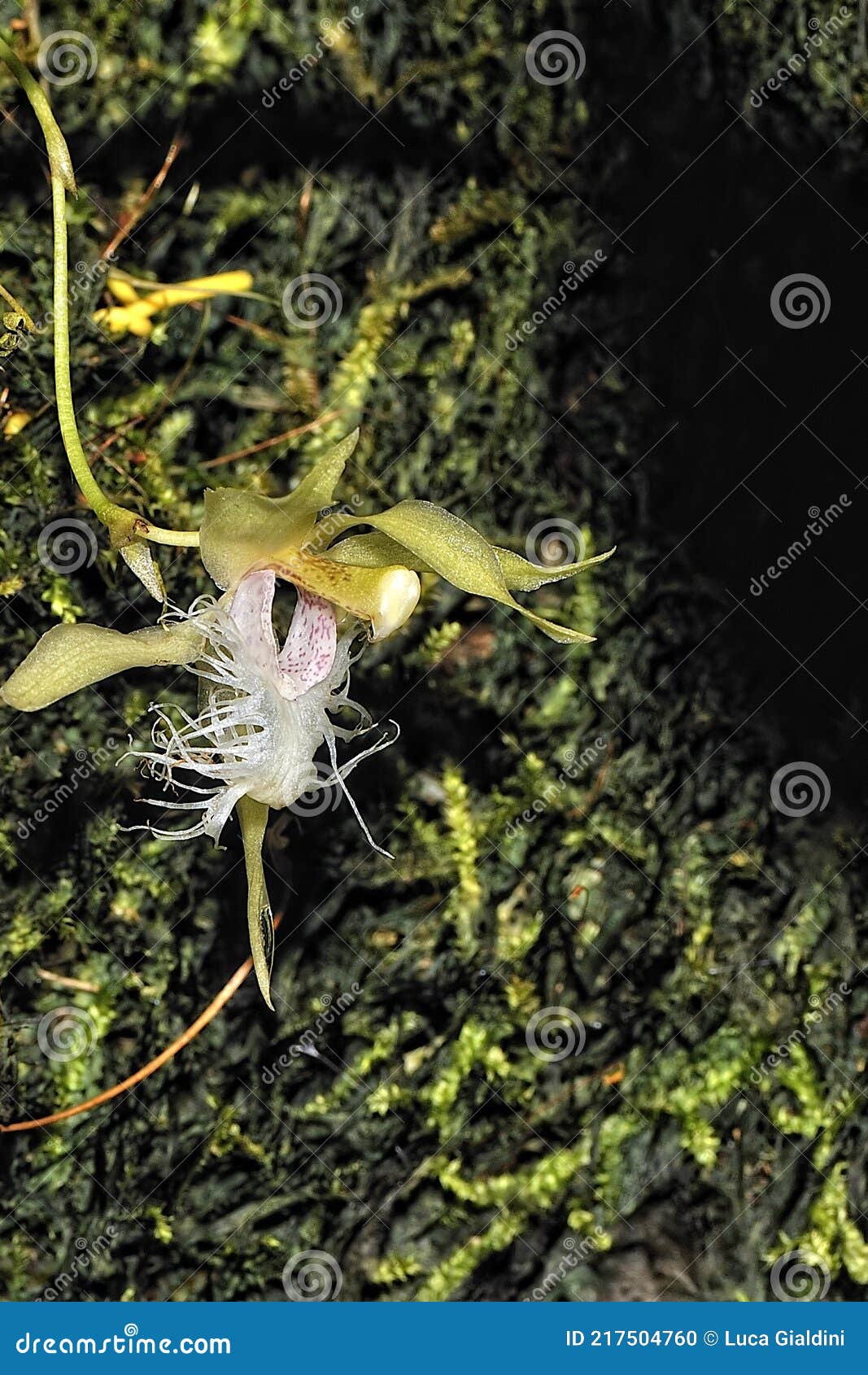A Picture of a Carnivorous Plant Stock Photo Image of botany, gaol