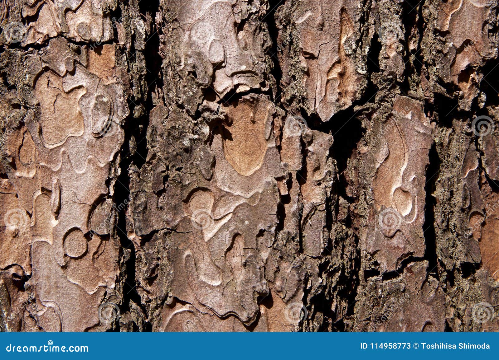 Bark of red pine stock image. Image of cracked, grain 114958773