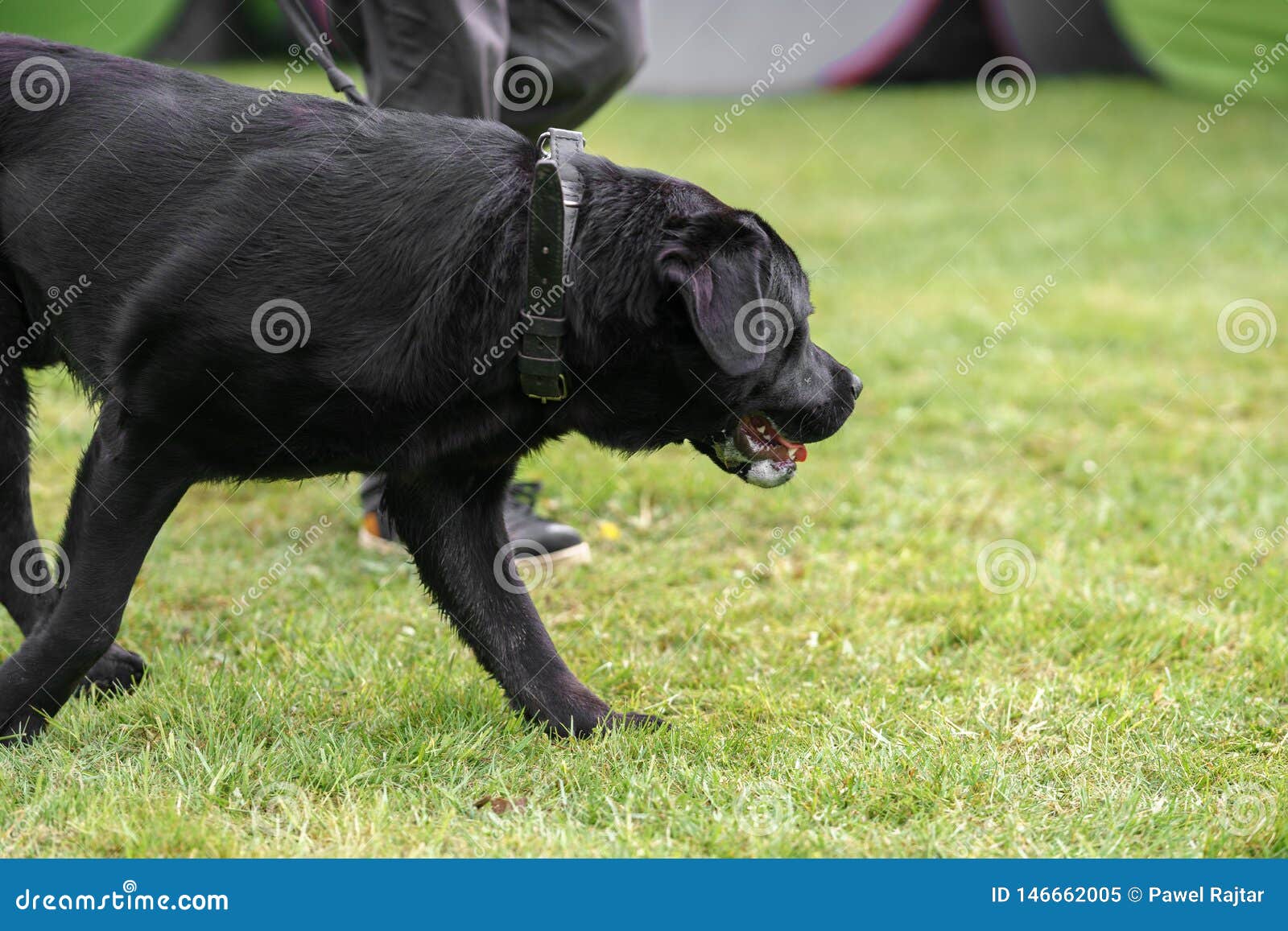 Picture of a Big Black Dog on a Leash Stock Image Image of landscape