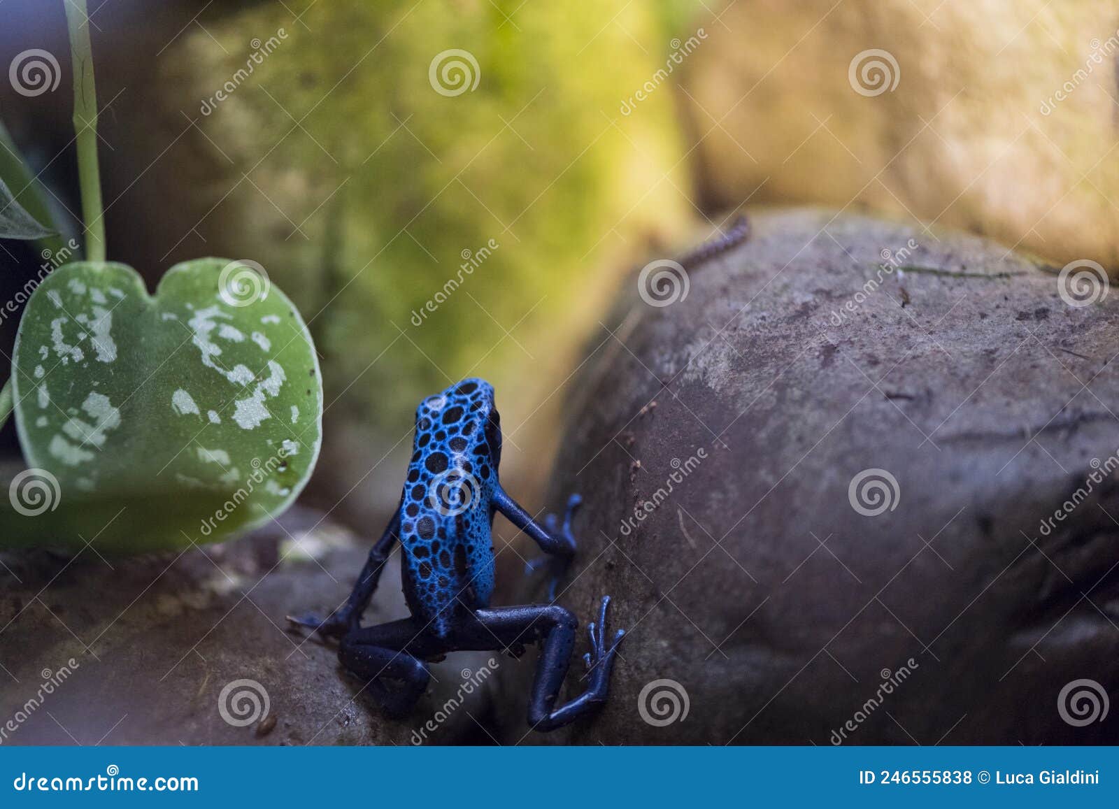 A picture of a blue frog stock photo. Image of skin - 246555838