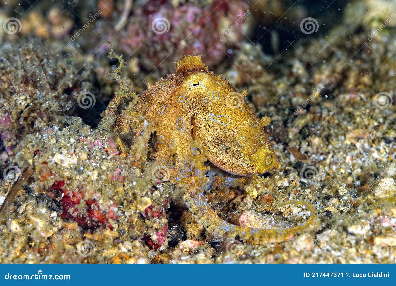 Reef Octopus O-Rings