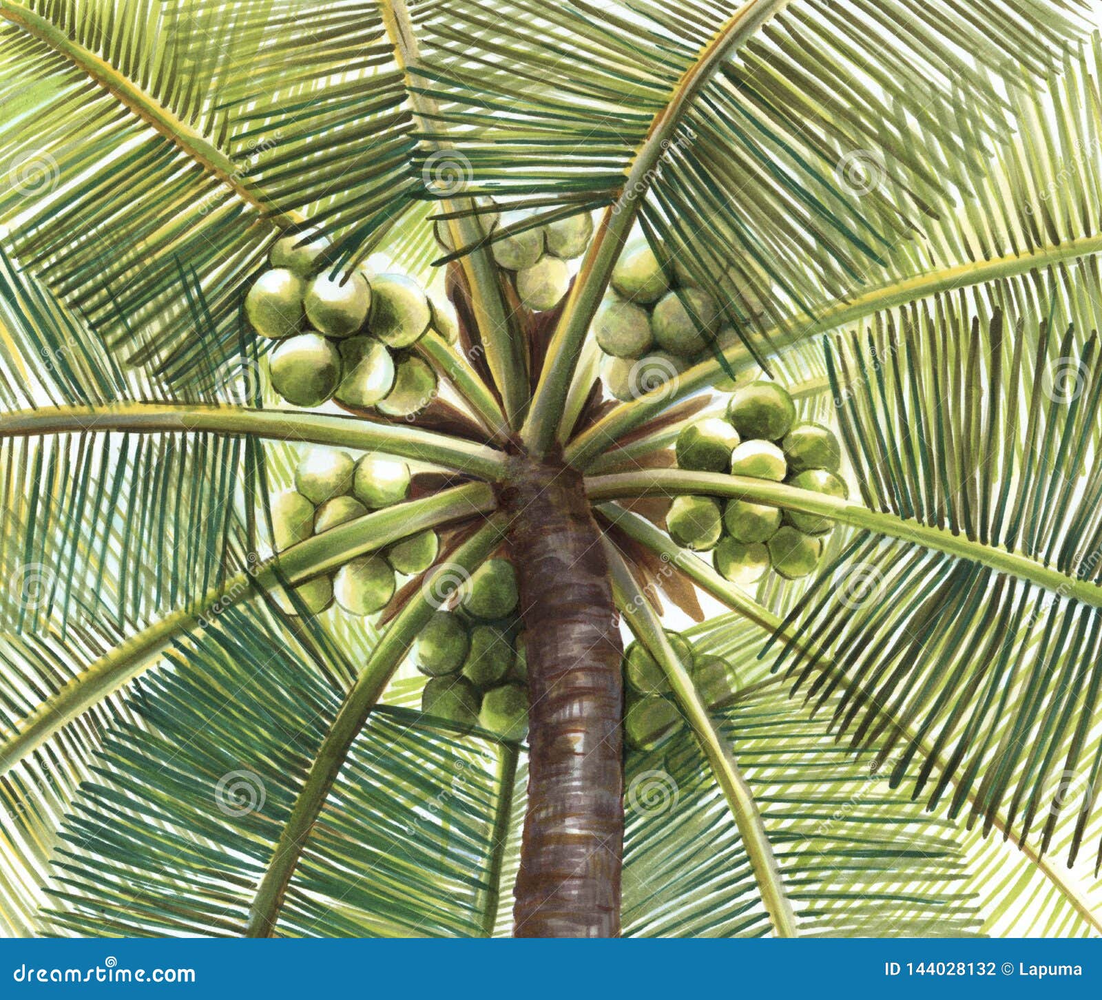Bottom View of Green Coconut Palm with Coconuts Stock Illustration ...