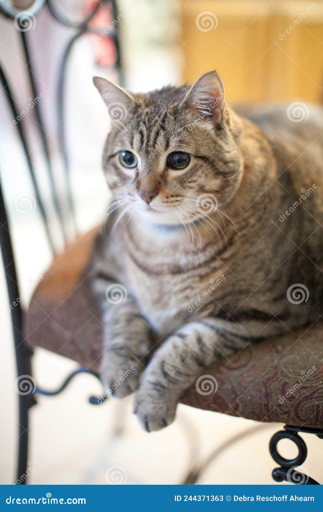 Fat kitty Stock Vector Images - Page 3 - Alamy