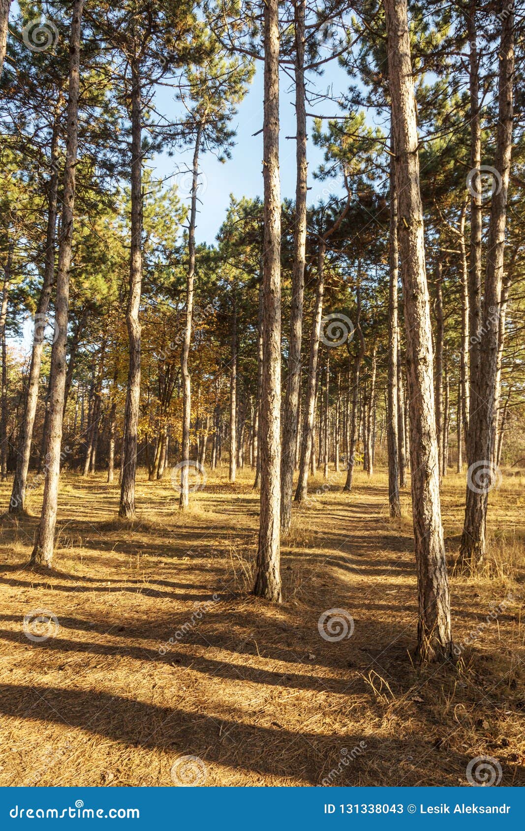 Picture for Calendar Pine Forest. Trunks of Trees in the Autumn Stock
