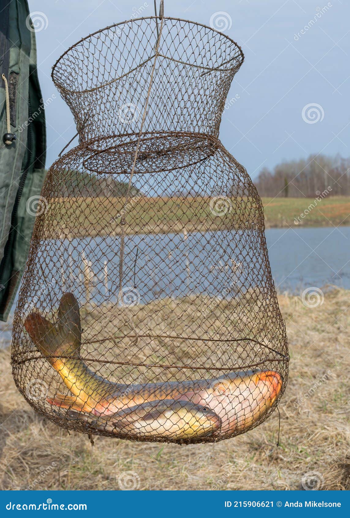 A Carp Caught in a Fish Net, Fishing As a Hobby, Early Spring in