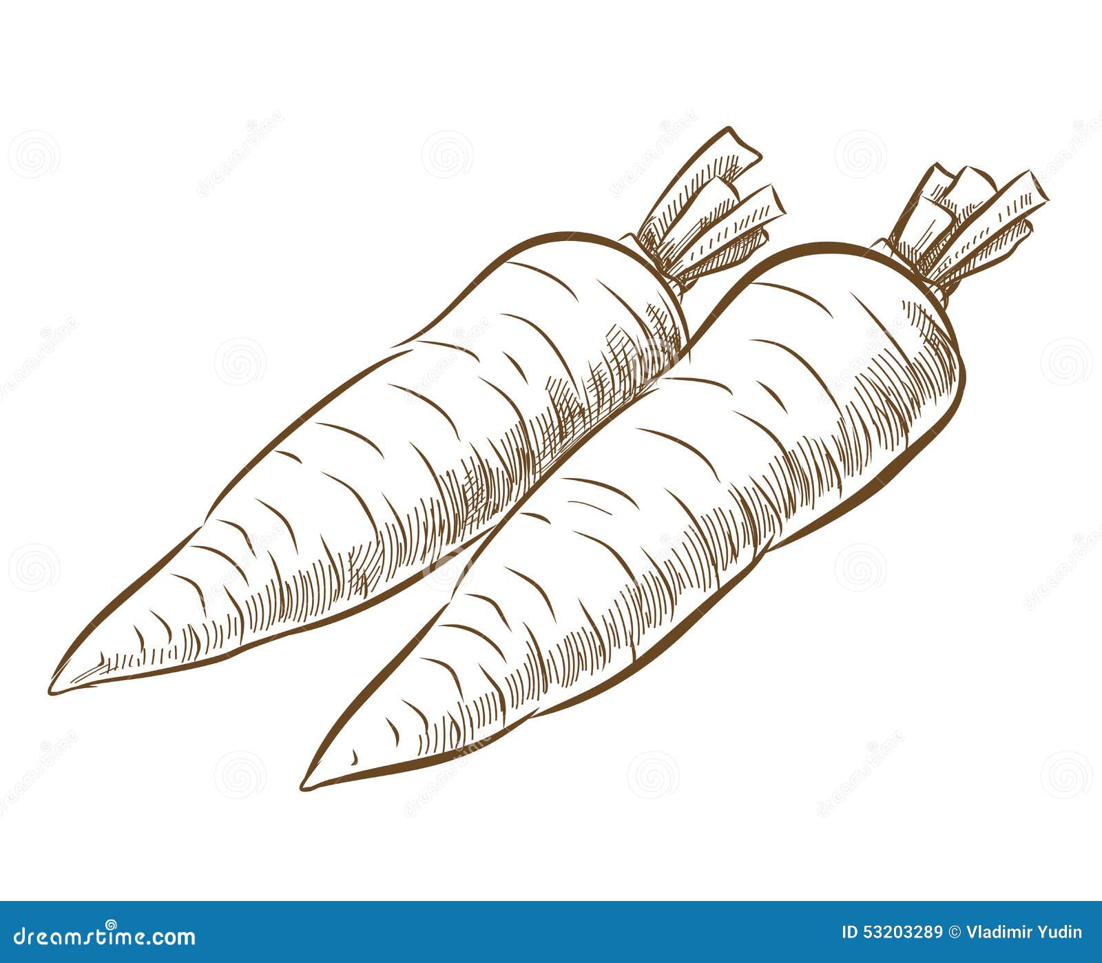 Picture of carrot stock vector. Illustration of organic - 53203289