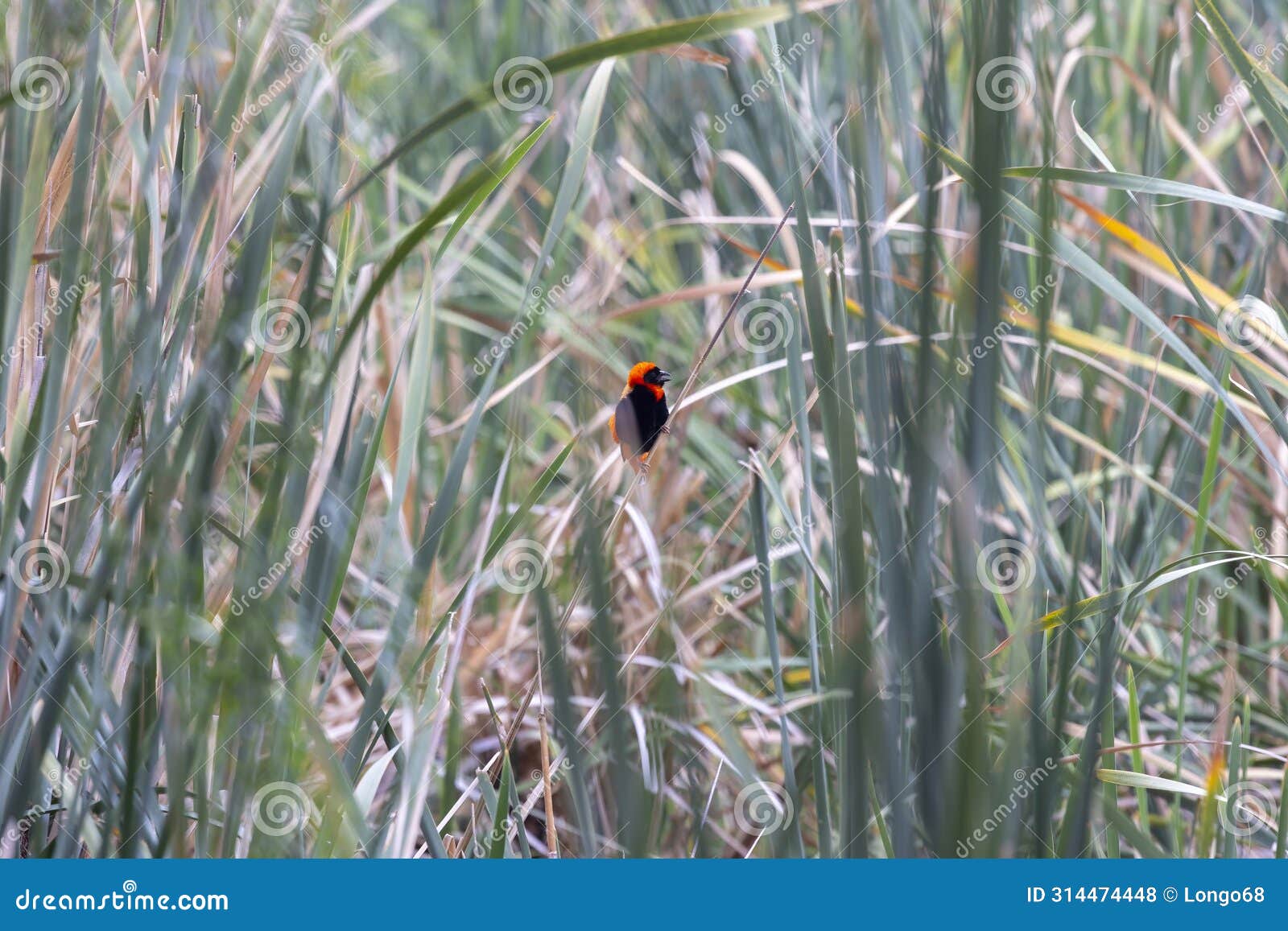 picture of a colorful orix weaver bird sitting in grass in namibia