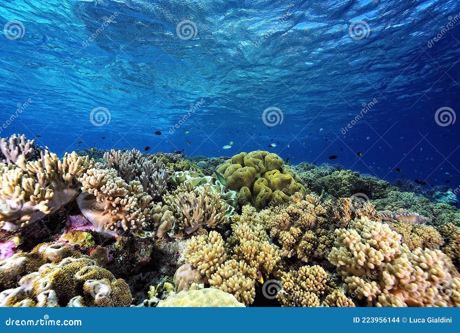 A Picture of the Coral Reef Stock Photo - Image of reef, colony: 223956144