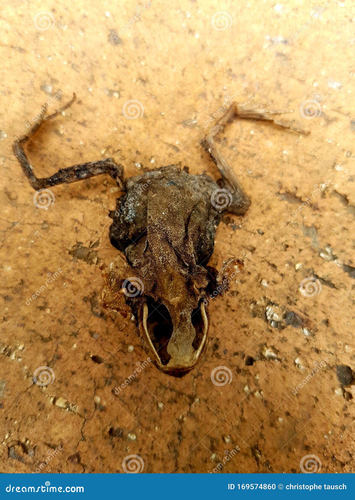 Picture of a Dried Dead Frog without Eyes. Stock Photo - Image of amphibian, eyes: 169574860 Picture of a Dried Dead Frog without Eyes. Stock Photo - Image of amphibian, eyes: 169574860