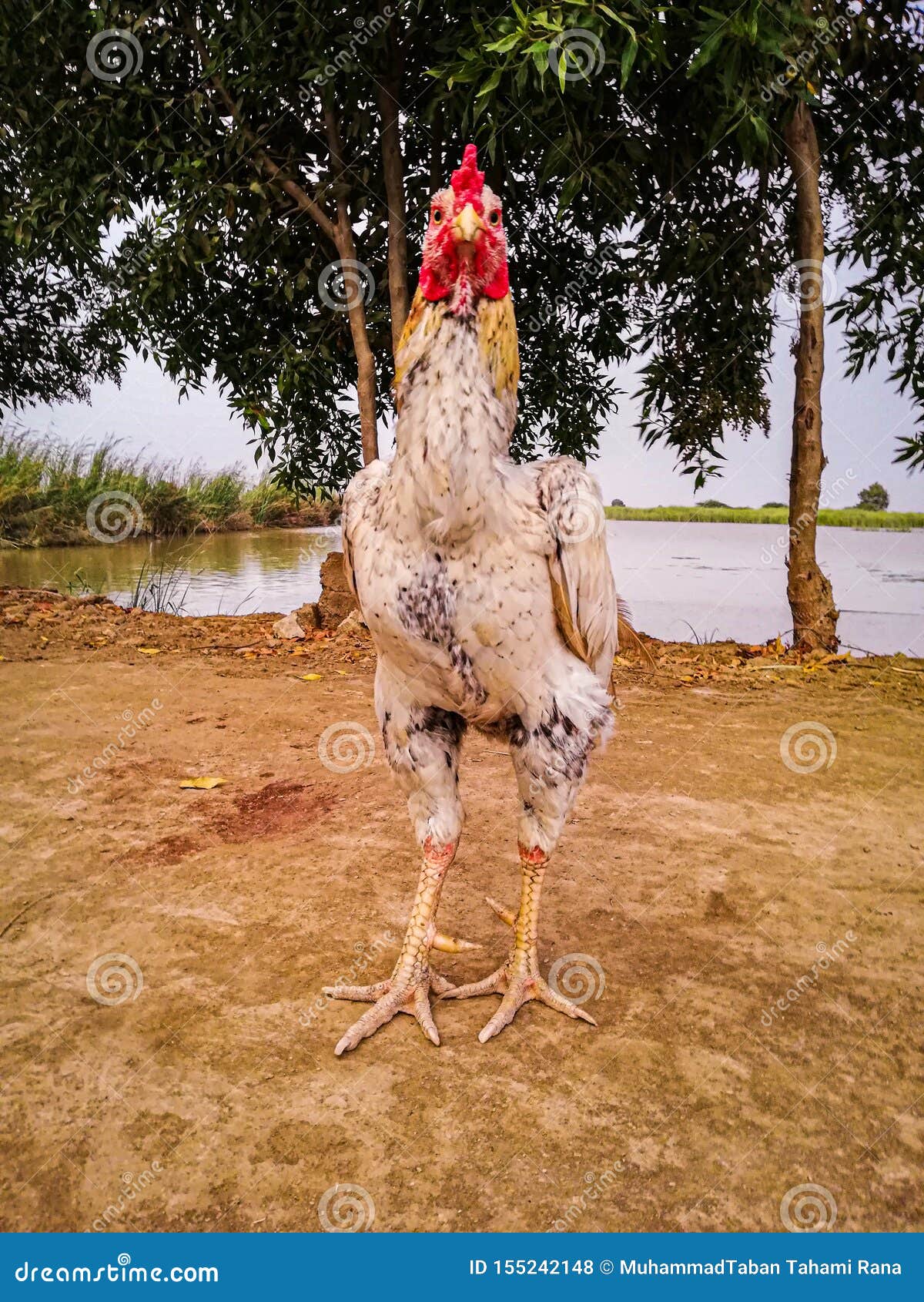 Cock Breed